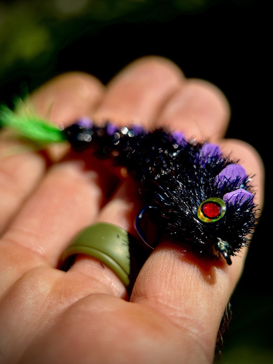 Black and purple fly resting in a hand